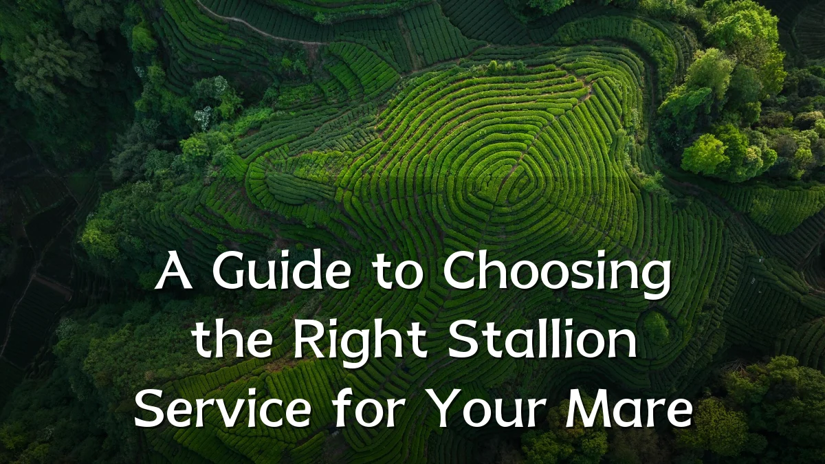 A Guide to Choosing the Right Stallion Service for Your Mare